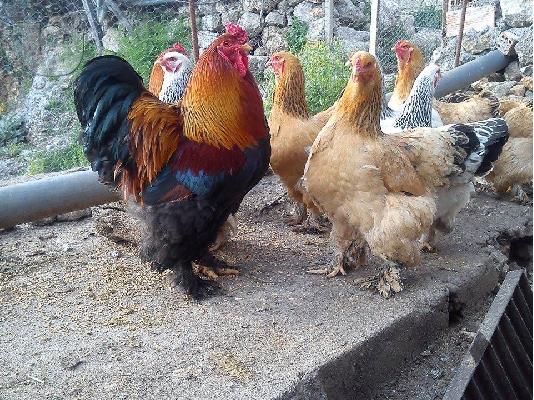 αυγα εκκολαψης απο εκθεσιακα brahma εξωτερικου